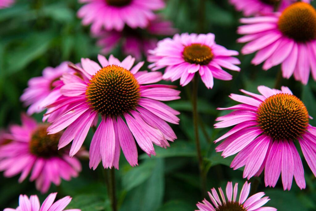13 Plants That Grow and Thrive in Poor Soil