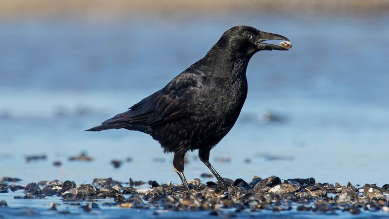 Crows can count a lot in the same way as human toddlers, study finds |  CNN