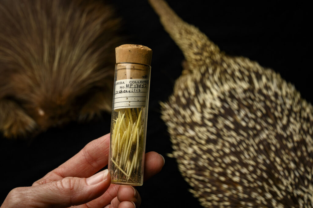 Fossil Florida porcupine solves thorny dilemma 10 million years in the making