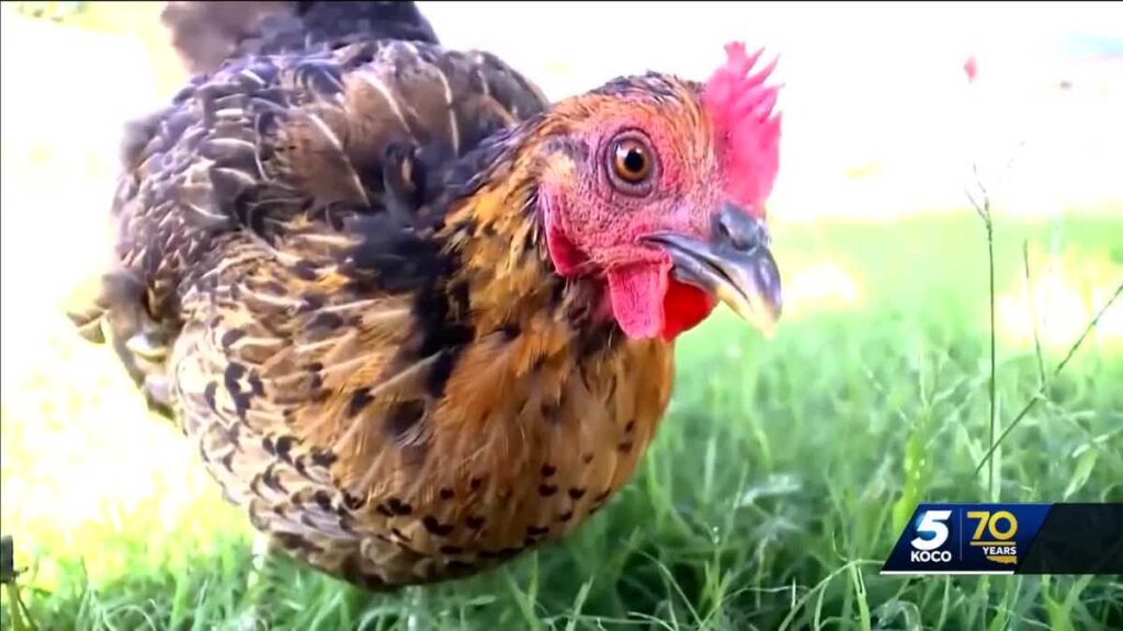 Talks to legalize backyard chickens in Moore as salmonella outbreak continues
