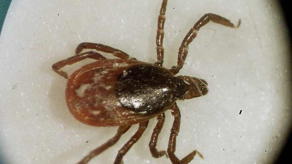 Worst states for tick-borne diseases REVEALED in new map