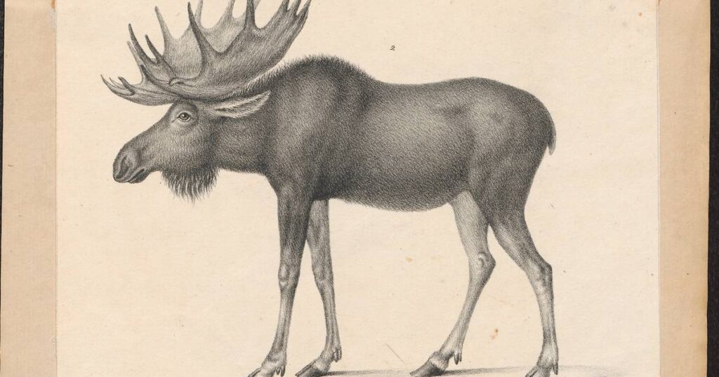 To defend America against erroneous scientific speculation, Thomas Jefferson turned to the moose.