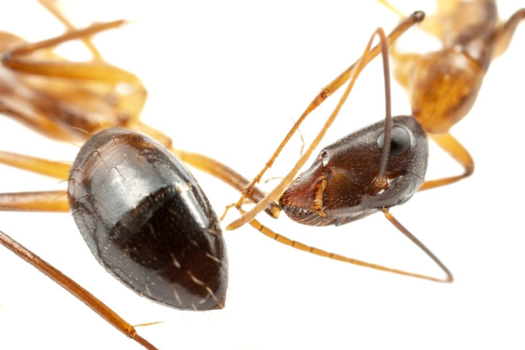 Ants can perform vital amputations on their injured, study finds
