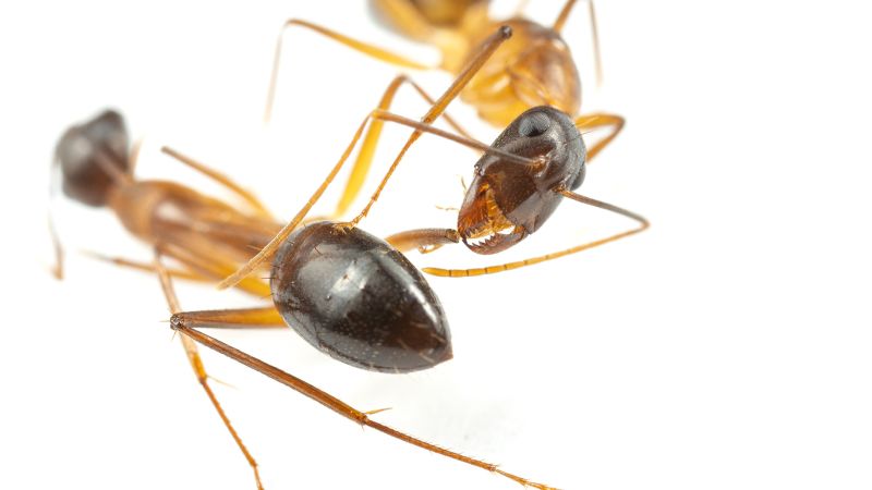 Carpenter ants are the only other animals known to amputate, besides humans, researchers say | CNN