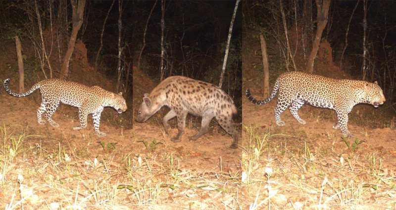 A spotted predator at the top of the food chain is under pressure from spotted pack hunters – and it's our fault