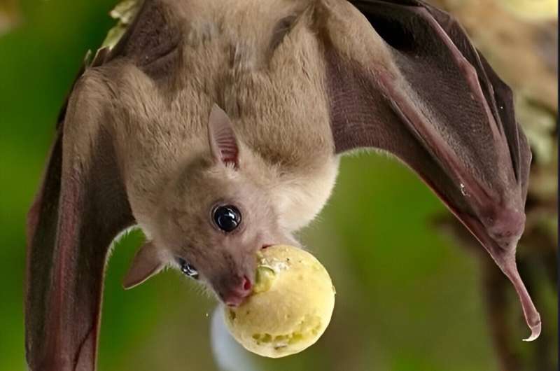 Wild bats possess great cognitive abilities, previously thought to be exclusive to humans.
